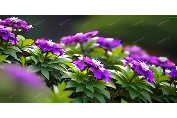 武汉养生新宠：推油按摩，舒适体验一触即达